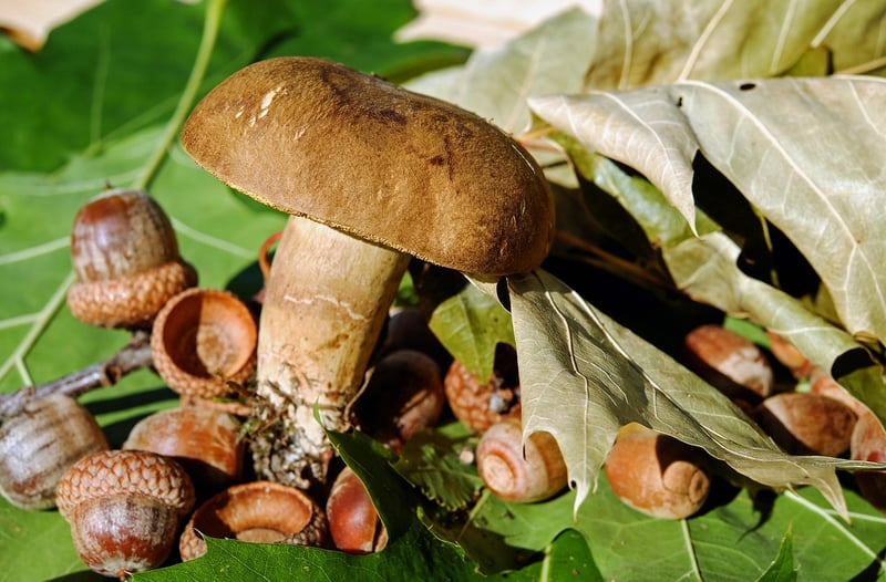Edible Selections